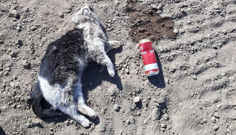 Katze „Nora“ (†) als „Fußball“ missbraucht & mit Bier übergossen: Tierquäler filmte Tat fürs Internet
